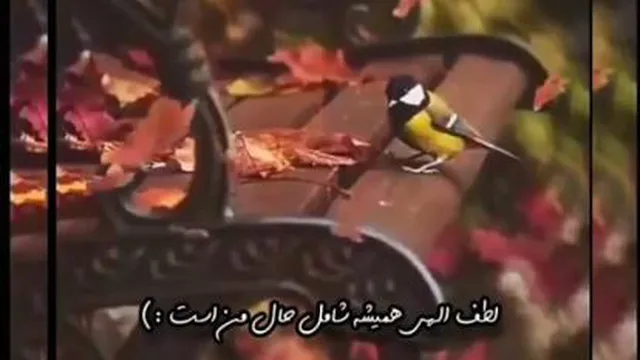 جانشین خدا