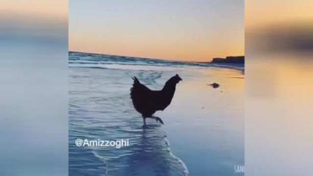 مرغ همسایه غازه