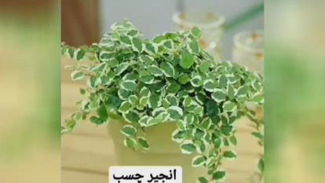 گیاهان آویز