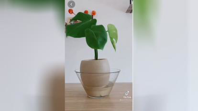 آبیاری گلها