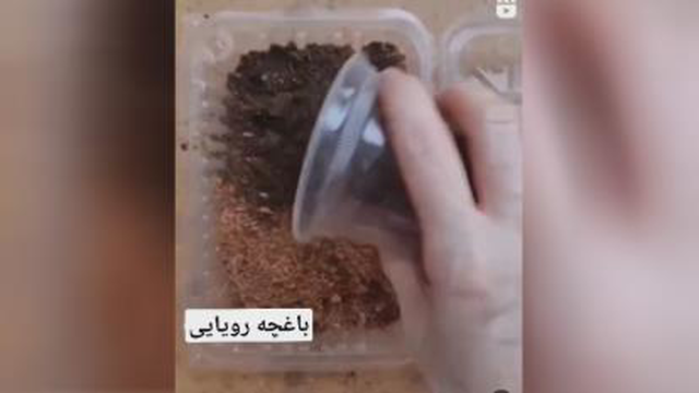 بگونیا