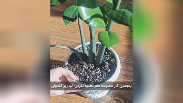 زاموفلیا