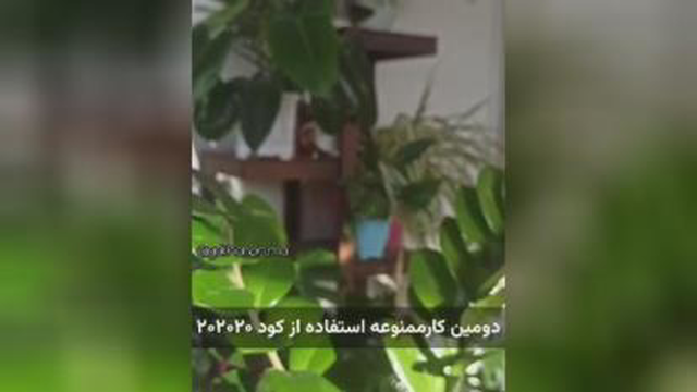 زاموفولیا