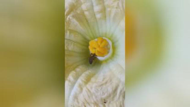 فروش محصولات زنبورداری و زنبور عسل