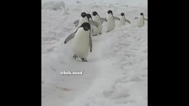 من الکلو جا نگذاشتم من..
