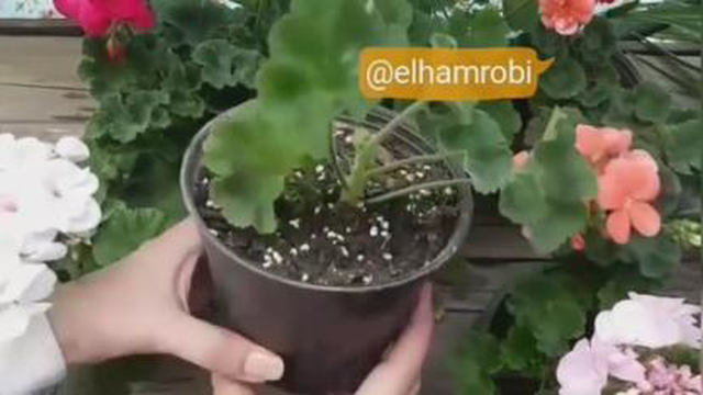 ایده