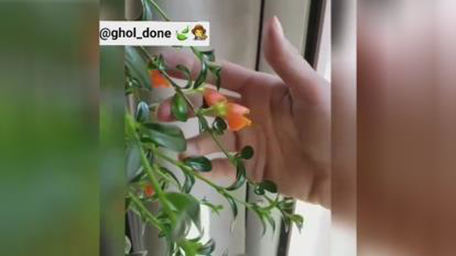 ایده گلدون