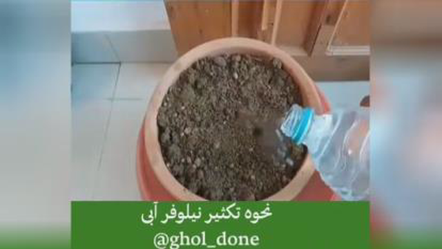 تکثیر