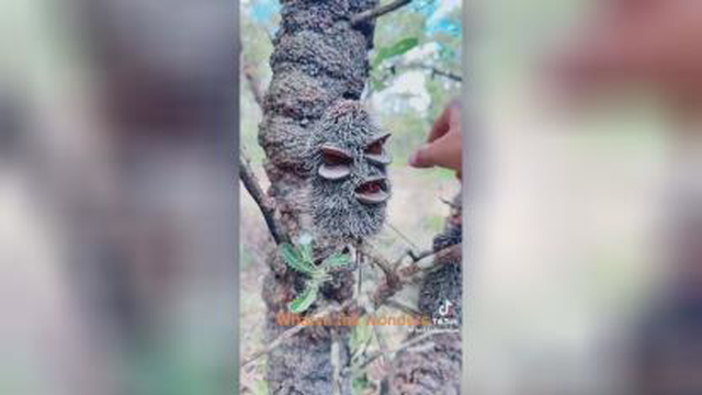 عجایب