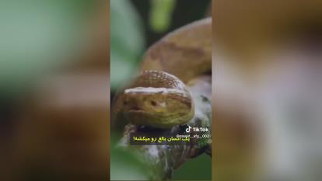 عجایب