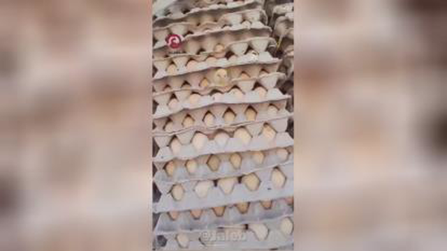 به دلیل گرمای شدید در مصـر، تخم مرغ‌ها تبدیل به جوجه شدند!🐣