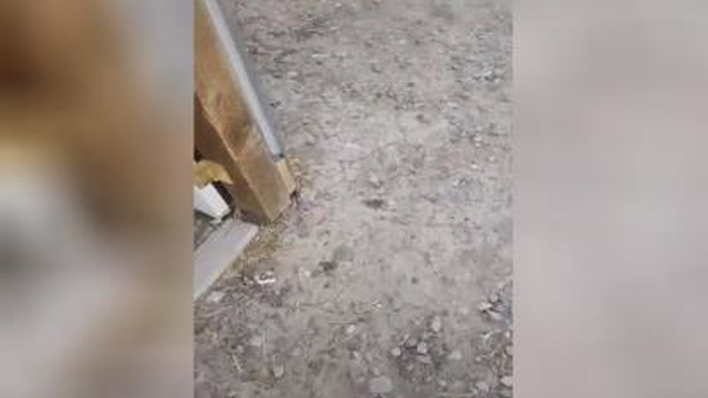 از تفریحات پرورش دهنده های بوقلمون 😂 ‌‌‌‌‌‌‌‌‌‌‌‌‌‌‌‌‌‌‌‌‌‌‌‌‌‌‌‌‌‌‌‌‌‌‌‌‌‌‌‌‌‌
