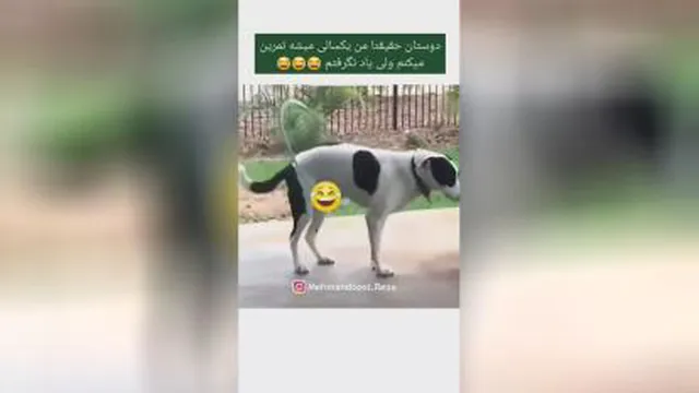 ورزش سگ