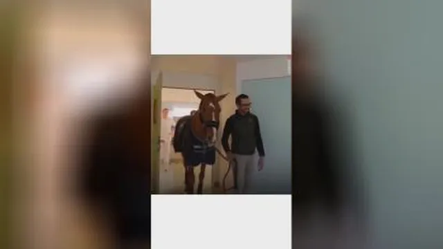 اسب مهربان