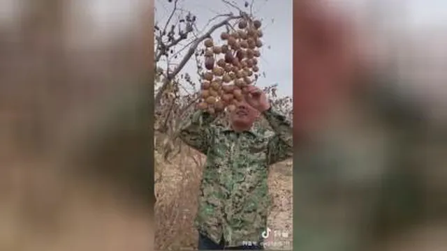 گردوی چینی
