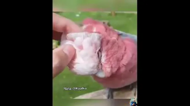 پرندگان