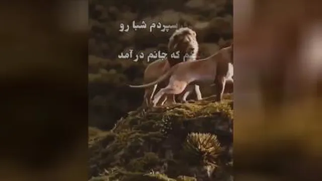 خیلی زیباست ، زدم سر به دیوار عشقت