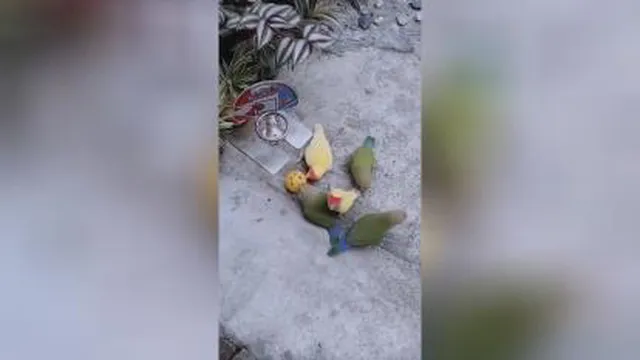 بسکتبال پرندگان