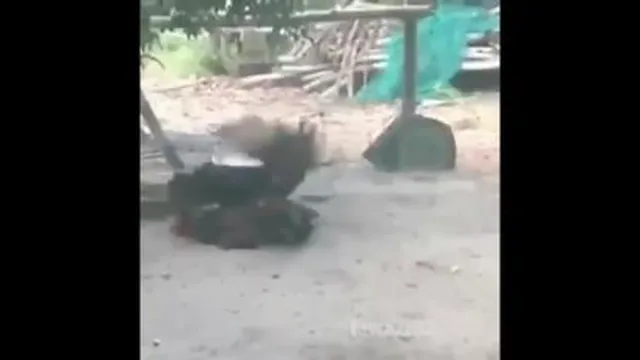 نبردخروس واردک