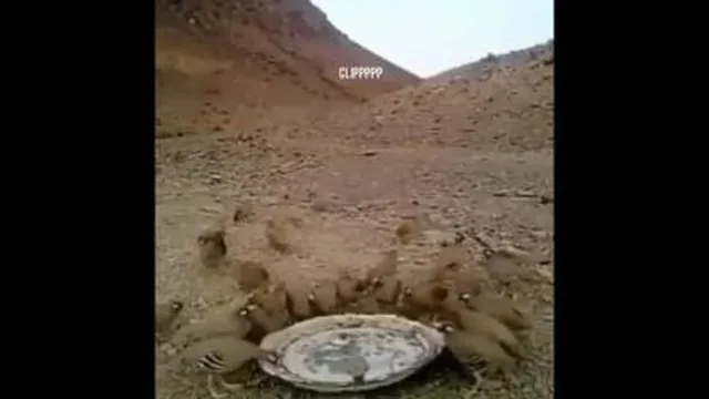 آبگذاری برای پرندگان