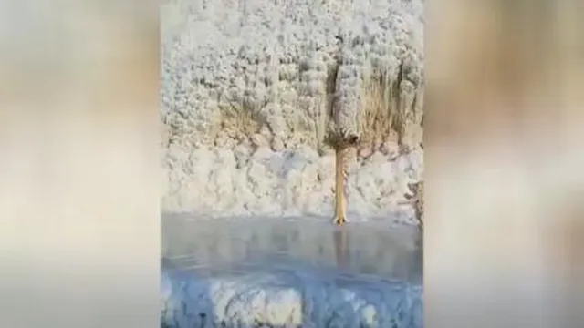 یخ زدن روباه بیچاره