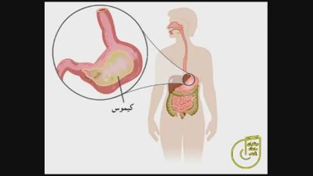 بدن ما