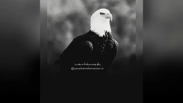 مهدی عباسی