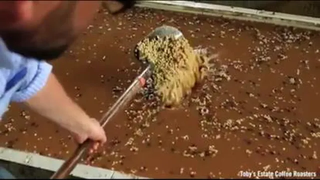 برداشت و تولید قهوه