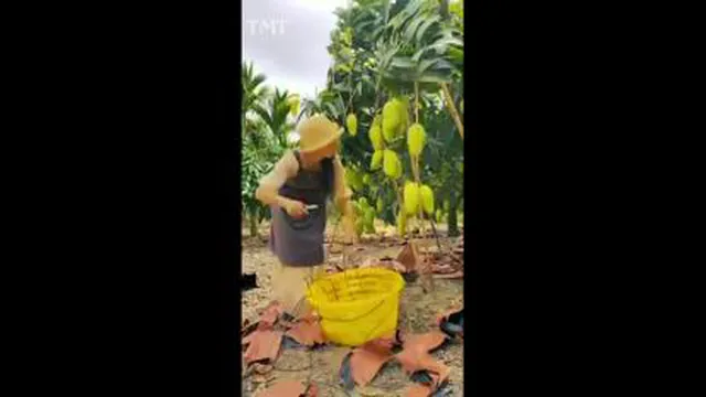 این نعمت های فوق العاده رو ببینید و لذت ببرید