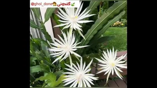 اسامی کاکتوسها