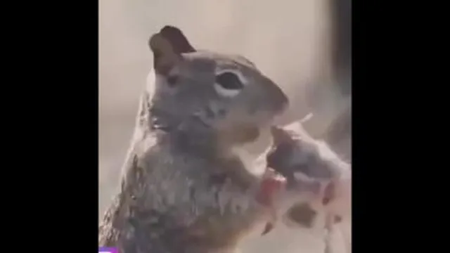 راز بقا