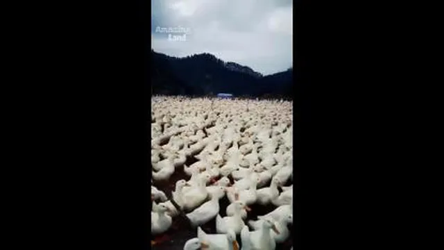کلیپی زیبا و قشنگ