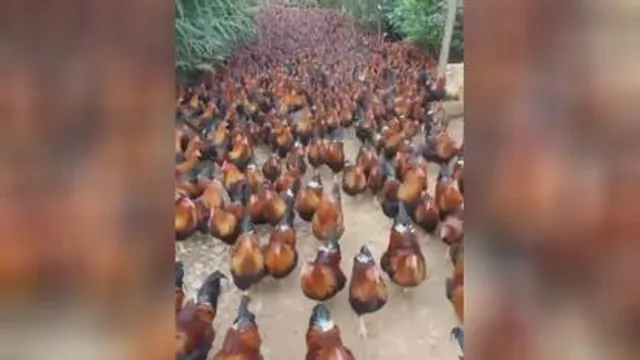 فرار میلیون ها خروس خوشرنگ و قشنگ از مزرعه