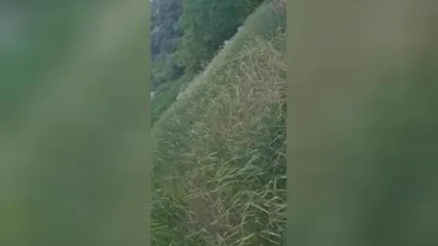 بازم عاشقتم