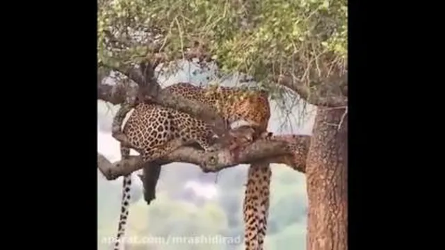شکار شکارچی