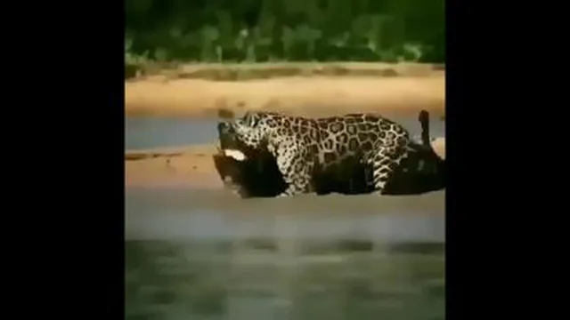 شکار تمساح