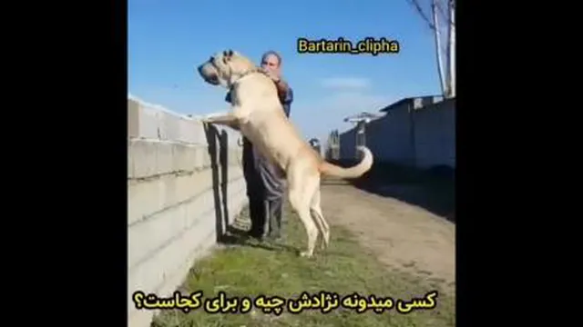 این سگه!؟؟نژادش چیه