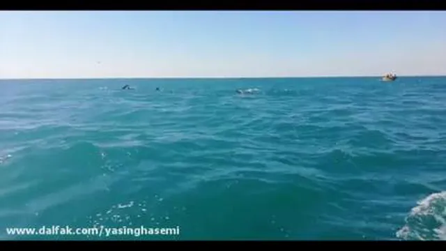 سفر به جزیره