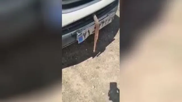 مار رفته داخل ماشین این بنده خدا