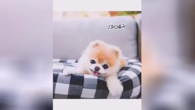 طالع بینی به سبک سگ