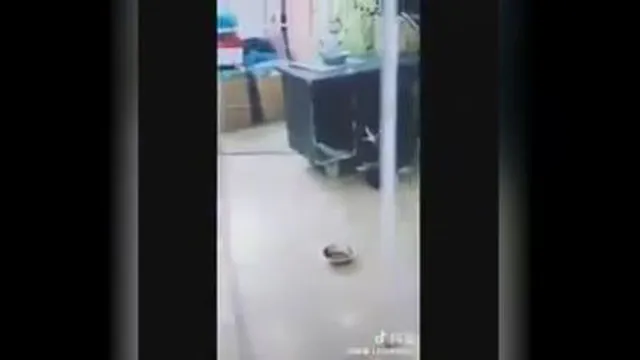 سگ هاسکی و گربه