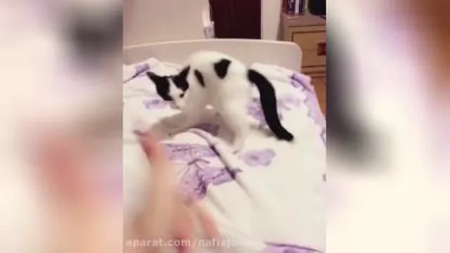 گربه بامزه