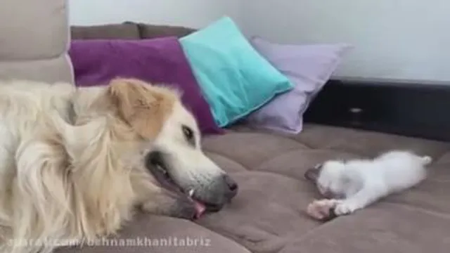 بازی سگ وگربه