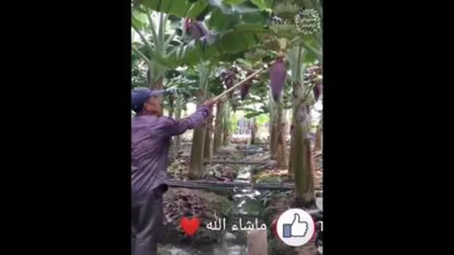حکمت خدا را ببین