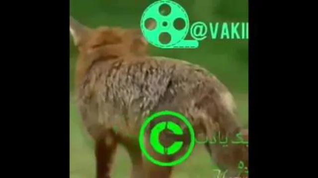 روباه