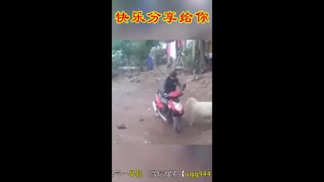گوسفند