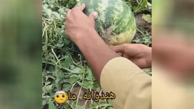 هندونه ایرونی...هندونه خارجی