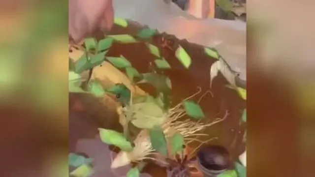 اشپزی