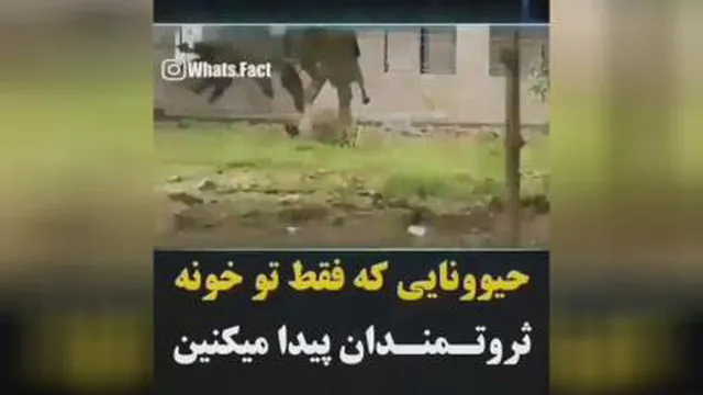 حیوانات