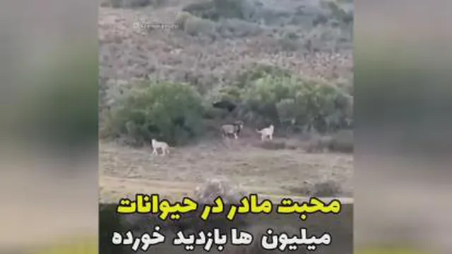 دنیای حیوانات